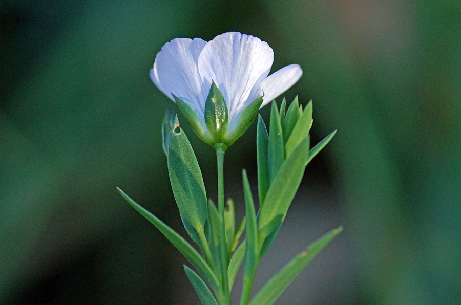 Linum bienne (Malpighiales - Linaceae)